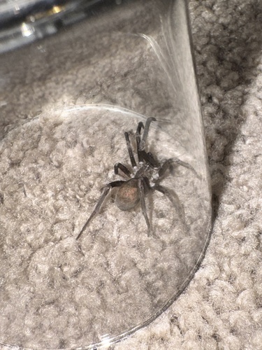 Southern House Spider