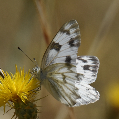 Checkered White
