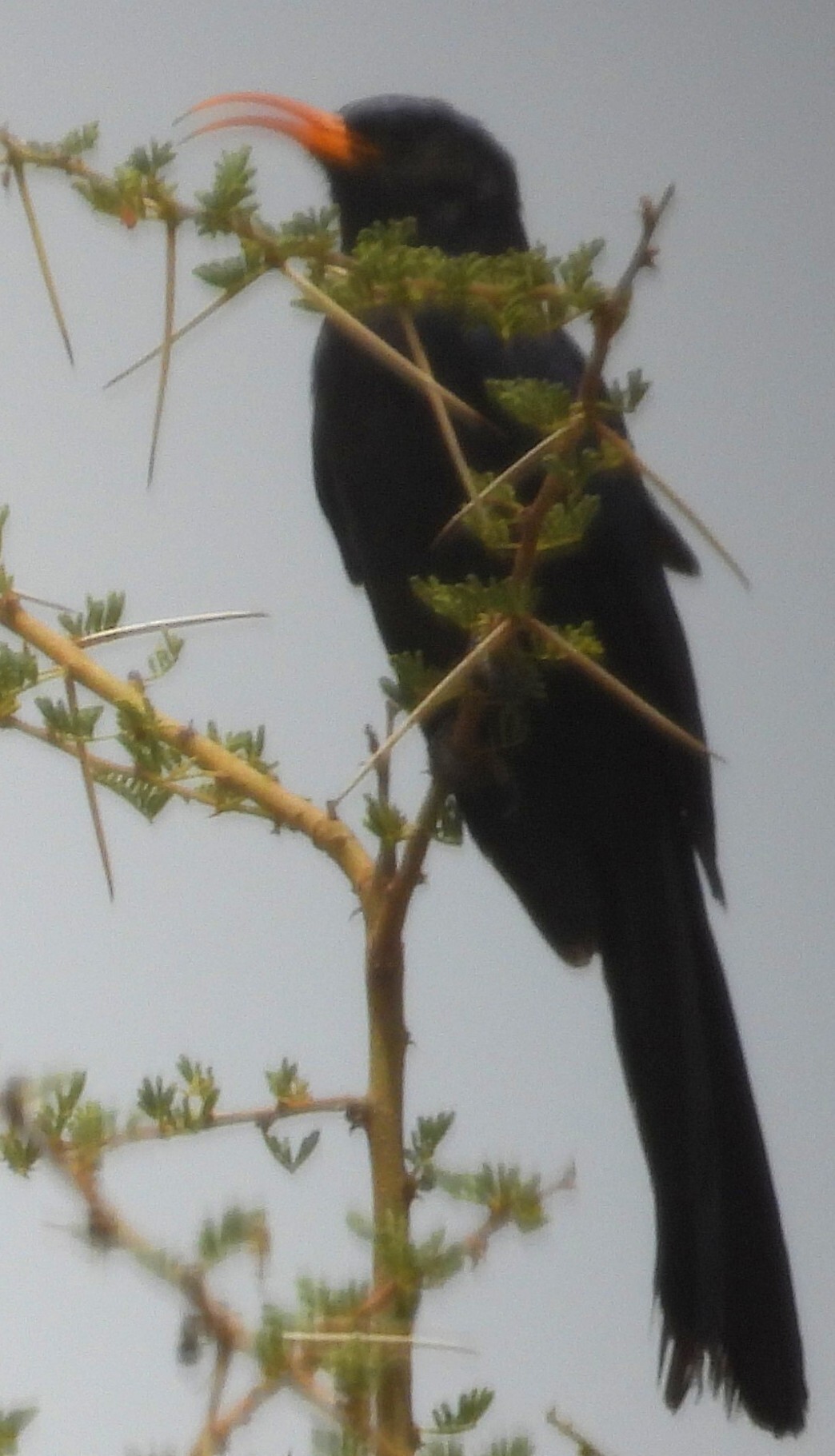 Abyssinian Scimitarbill (Rhinopomastus minor), photo 2