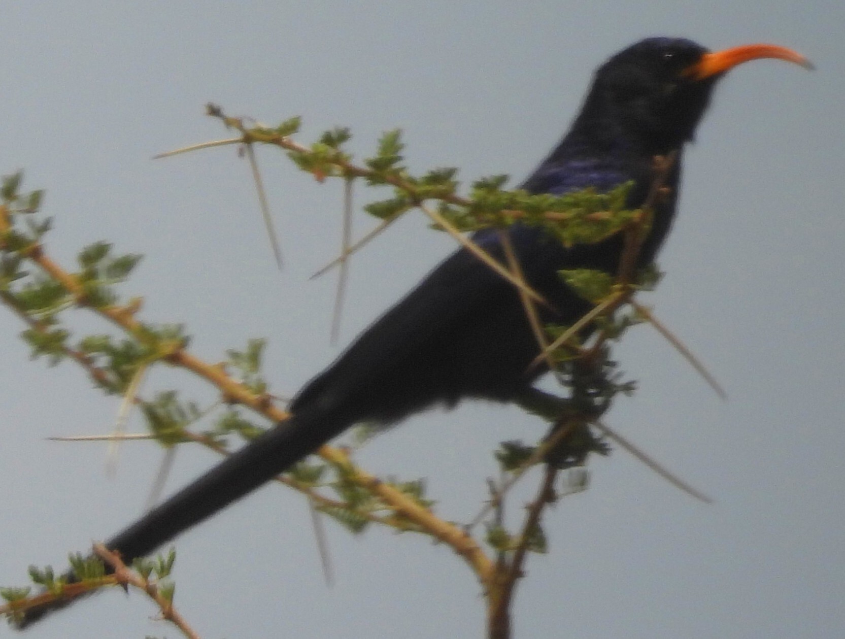 Abyssinian Scimitarbill (Rhinopomastus minor), photo 3