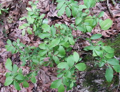 Vaccinium virgatum