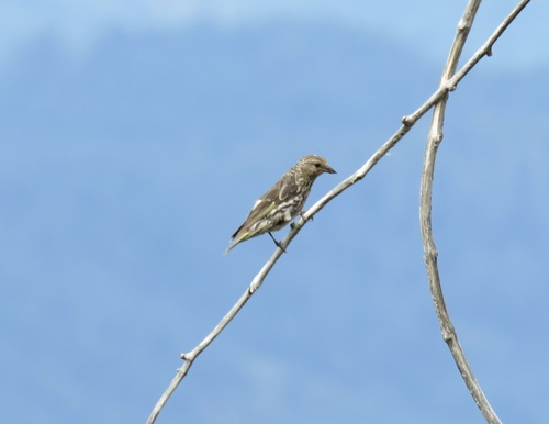 Pine Siskin