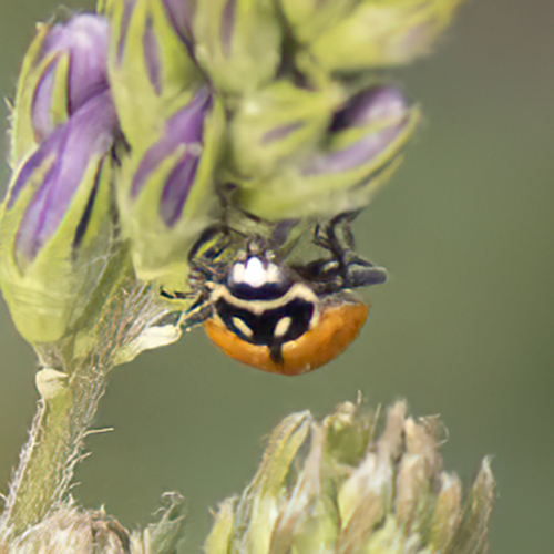 Convergent Lady Beetle