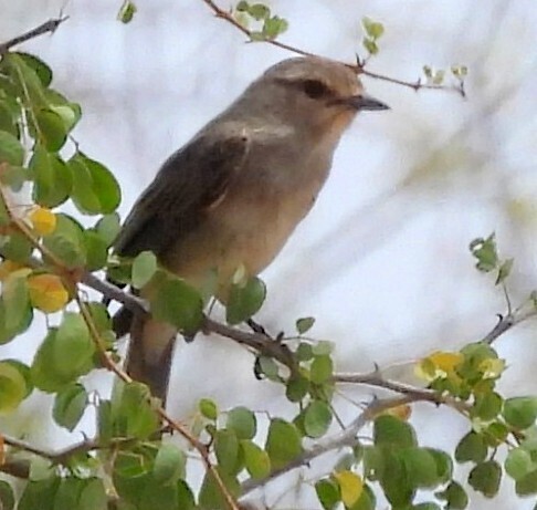 African Grey Flycatcher (Bradornis microrhynchus), photo 7