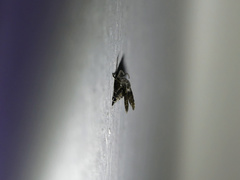 Psychodidae