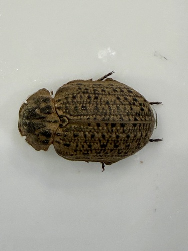 Hide beetle
