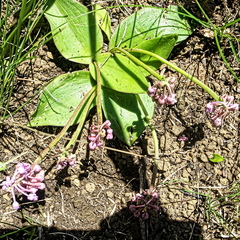 Ledebouria sandersonii