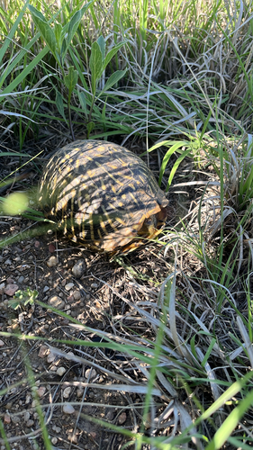 Ornate Box Turtle