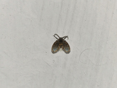 Psychodidae