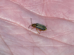 Xanthogaleruca luteola