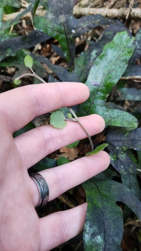 Brachyglottis sciadophila, photograph 4