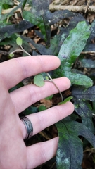 Brachyglottis sciadophila, photograph author not stated, no rights reserved