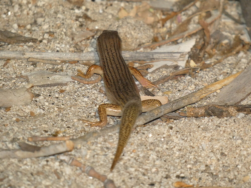 Great Plains Skink