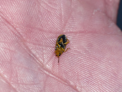 Xanthogaleruca luteola