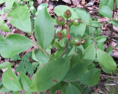 Vaccinium virgatum