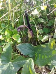 Arum palaestinum