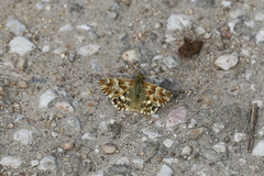 Muschampia lavatherae