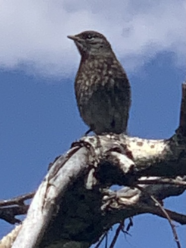Sage Thrasher