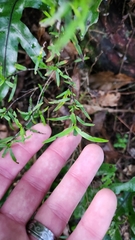 Coprosma linariifolia, photograph author not stated, no rights reserved