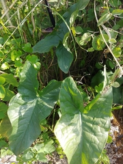 Arum palaestinum