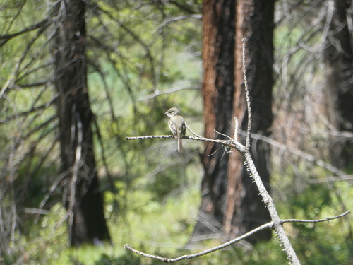 Dusky Flycatcher