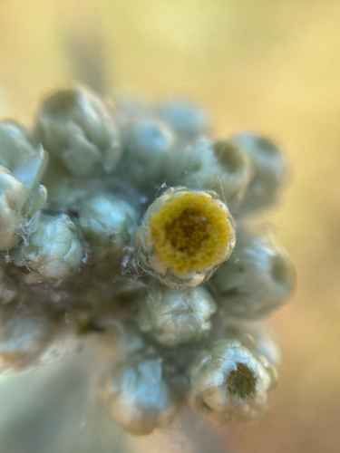 cottonbatting plant