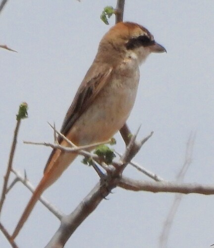 Red-tailed Shrike (Lanius phoenicuroides), photo 1