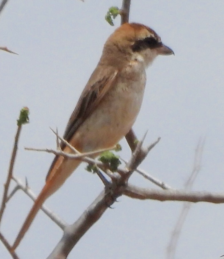 Red-tailed Shrike (Lanius phoenicuroides), photo 1