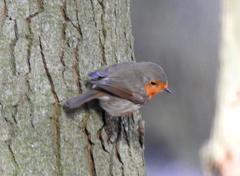 Erithacus rubecula