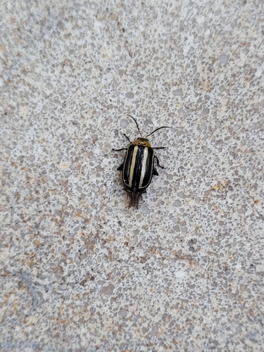 Escarabajo pulga del amaranto
