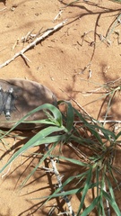 Enneapogon cenchroides