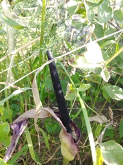 Arum palaestinum