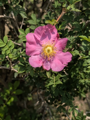 Rosa roxburghii