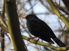 Turdus merula