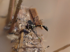 Eosalpingogaster