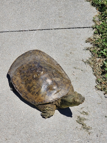 Spiny Softshell