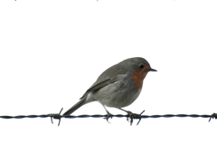 Erithacus rubecula