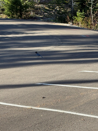 Steller's Jay