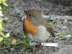 Erithacus rubecula