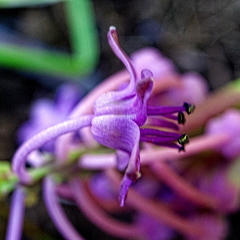 Ledebouria sandersonii