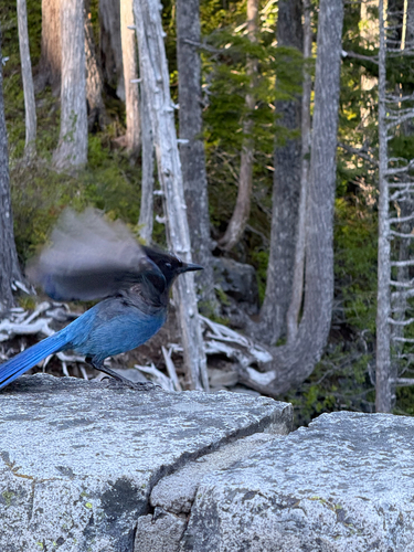 Steller's Jay