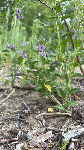 bittersweet nightshade