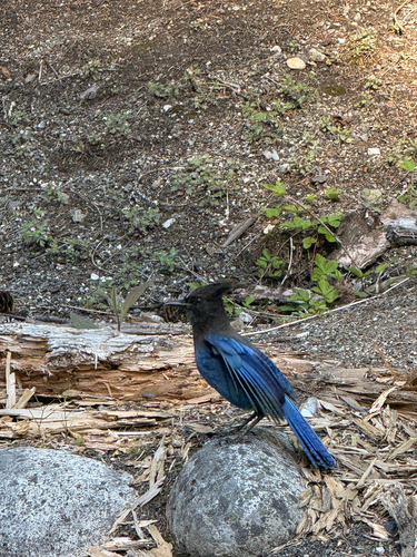 Steller's Jay