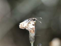 Chiomara asychis