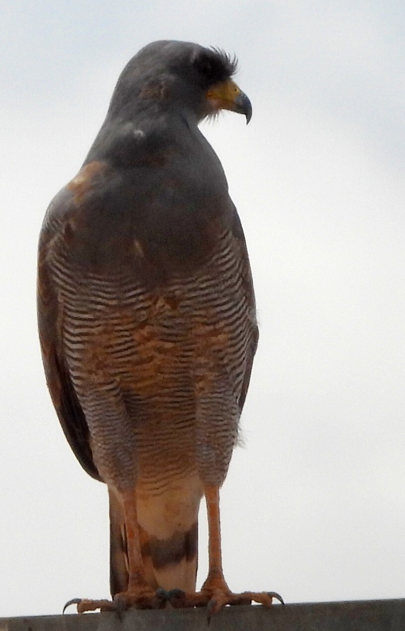 Eastern Chanting Goshawk (Melierax poliopterus), photo 2