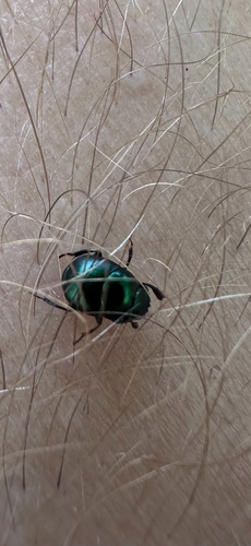 Canthon viridis