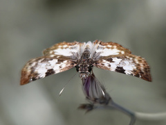 Chiomara asychis