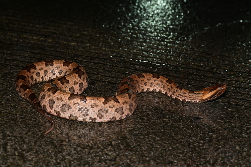 Pingbian Mountain Pitviper