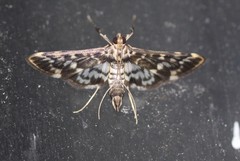 Rhimphalea sceletalis