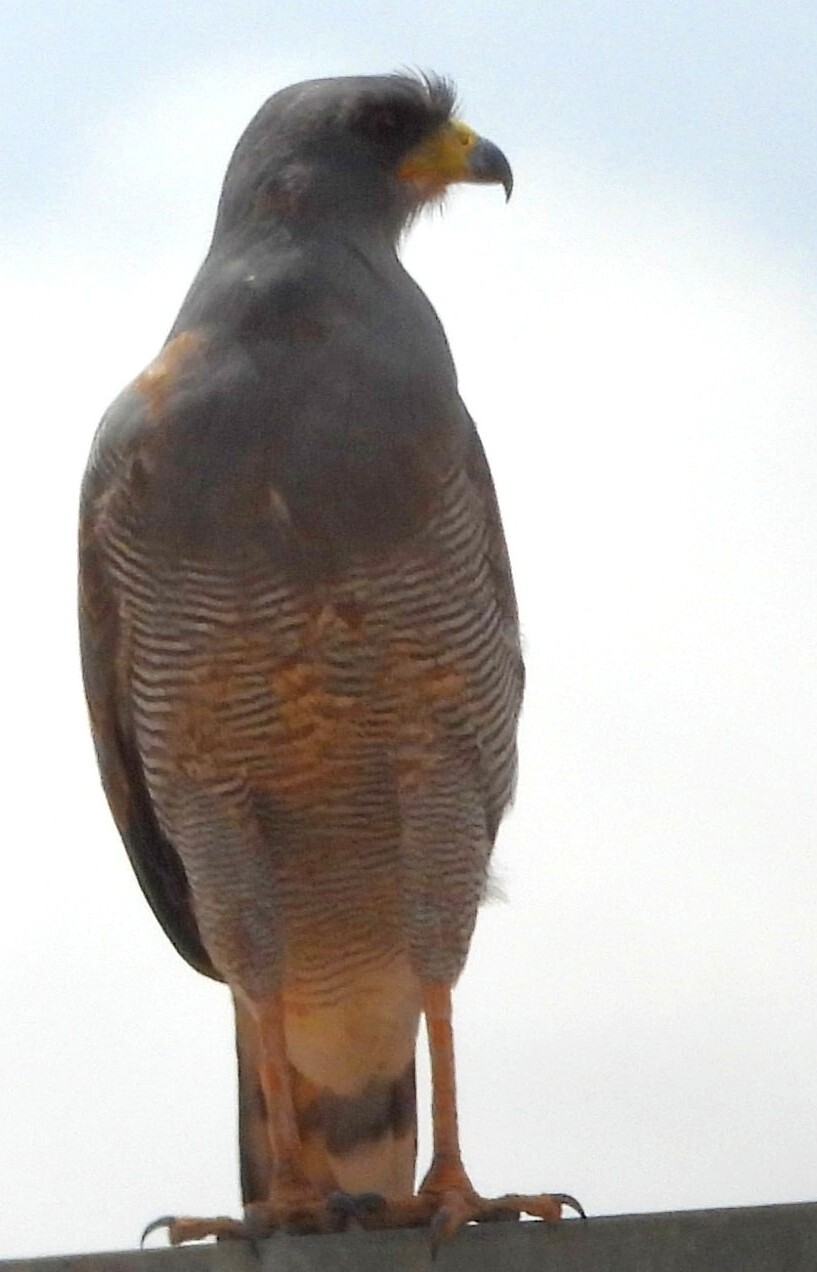 Eastern Chanting Goshawk (Melierax poliopterus), photo 3